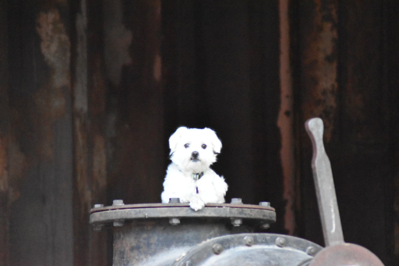 one animal, animal themes, mammal, domestic animals, domestic, animal, pets, dog, canine, vertebrate, portrait, no people, looking at camera, day, animal body part, looking, selective focus, focus on foreground, close-up, animal head, waiting, small