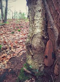 Trees in forest