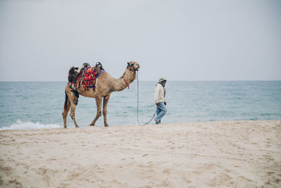 View of horse on beach