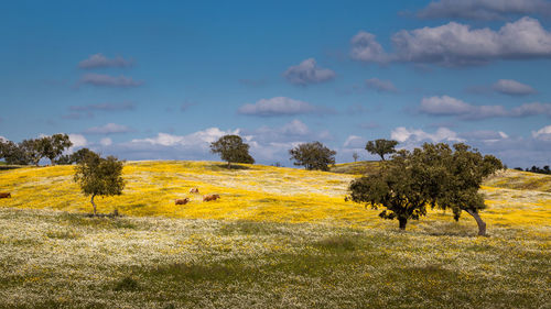 Scenic view of field against cloudy sky