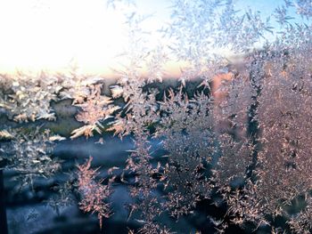 Close-up of plants against sky during winter