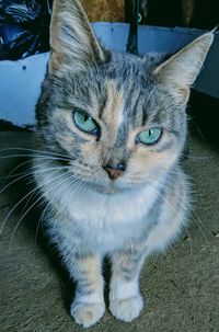 Close-up portrait of cat