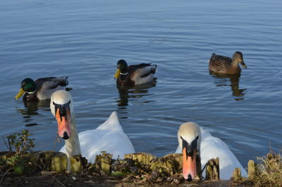 Swans and mallard ducks swimming in lake