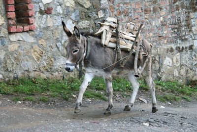 donkey