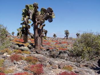 Close-up of cactus plants against clear sky