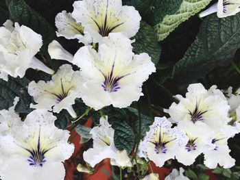 Close-up of white flower