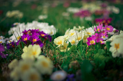 Close-up of purple flowering plants on field