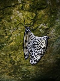 Close-up of butterfly