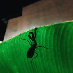 Close-up of insect on leaf