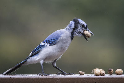 Close-up of birds perching on a bird