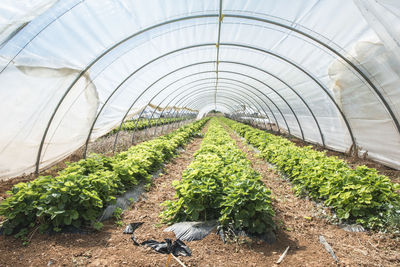 Plants growing in greenhouse