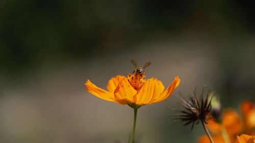 Close-up of butterfly pollinating on flower