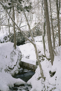 Snow covered trees on field in forest