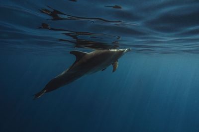 Fish swimming in sea