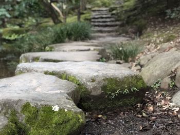 Moss growing on rocks