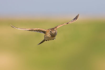 Bird flying in the sky