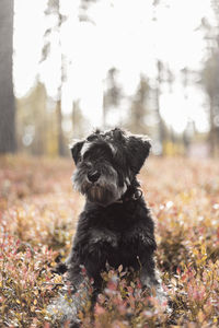 Black dog sitting on land