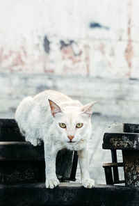 Portrait of cat sitting on seat