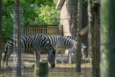 View of zebra in zoo