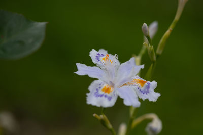 Close-up of purple flowering plant