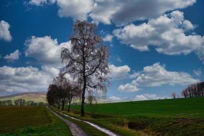 Road amidst trees on field against sky