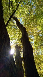 Low angle view of tree against bright sun