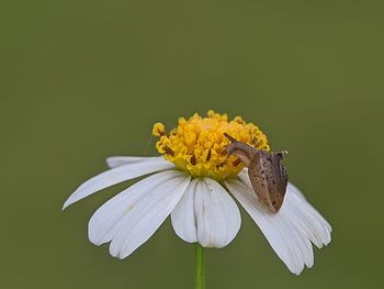 Close-up of white flower