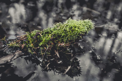 Close-up of raindrops on plants during winter