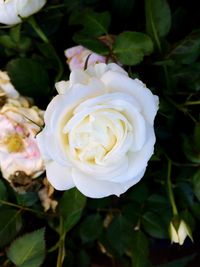 Close-up of white rose blooming outdoors
