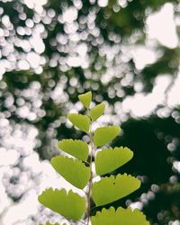 Close-up of leaves on tree