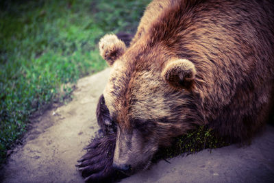 Close-up of a grizzly bear resting 