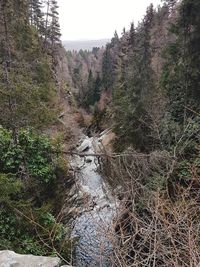 Trees in forest against sky
