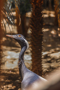 Close-up of a bird