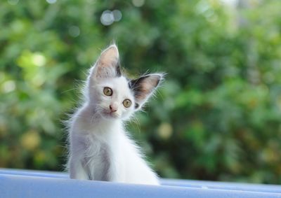 Portrait of a cat looking away