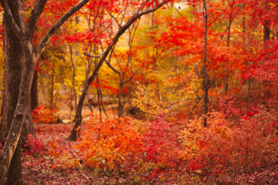 Autumn trees in a forest