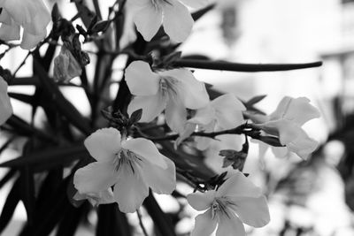 Close-up of fresh flowers blooming on tree