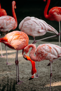 Close up of flamingoes resting in lakes