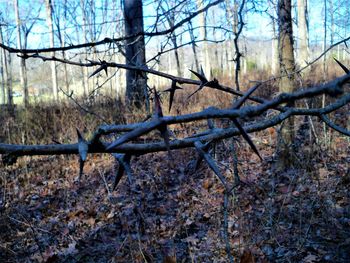 Bare trees on field in forest