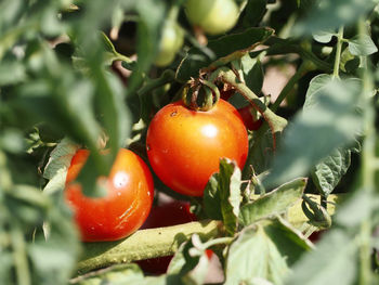 Close-up of tomato