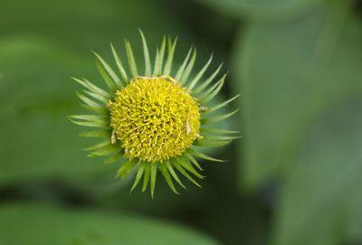 Close-up of yellow flower