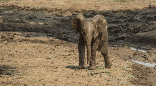 Elephant walking in a desert