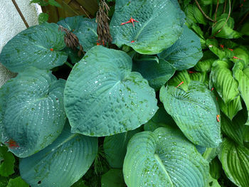 High angle view of wet plants