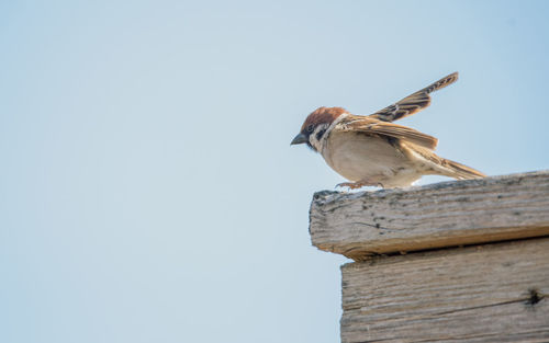 Low angle view of bird perching on wood against clear sky