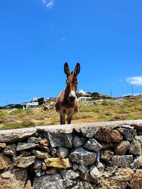 Portrait of giraffe standing on rock against blue sky