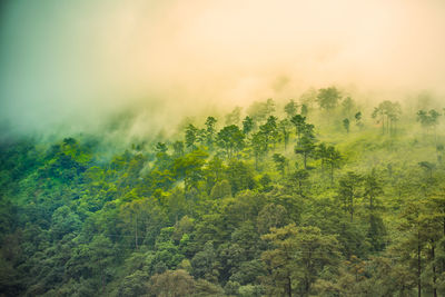 Trees in forest against sky