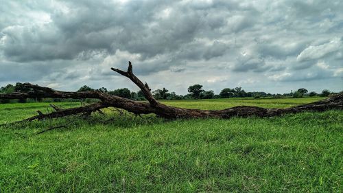 Driftwood on field against sky