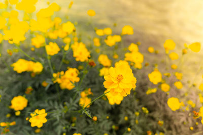 Close-up of yellow flowering plants on field