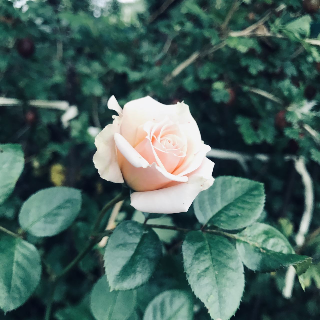 plant, flower, rose, flowering plant, beauty in nature, petal, leaf, freshness, plant part, nature, flower head, green, garden roses, inflorescence, fragility, close-up, growth, focus on foreground, no people, outdoors, rose - flower, day, pink, white, springtime