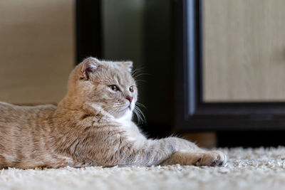 Cute fluffy scottish fold kitten at home