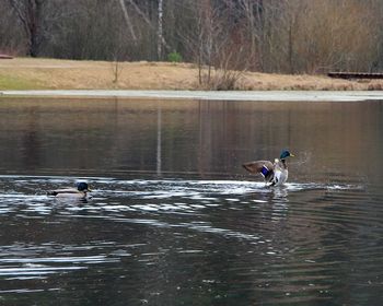 Ducks swimming in lake